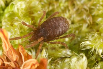 Media type: image;   Invertebrate Zoology 29554